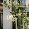 2 Pack Metal Garden Trellis 71" x 19.7" Rustproof Trellis for Climbing Plants Outdoor Flower Support Cream White